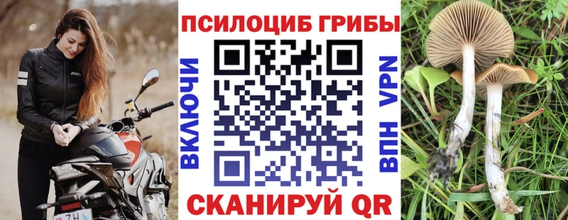 Псилоцибиновые грибы Cubensis  Елизаветинская 